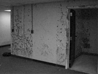 Image of a water-damaged wall that has seen significant mold growth and needs remediation