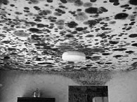 Image of a mold-covered ceiling